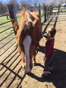 Zeke boldly brushing Happy